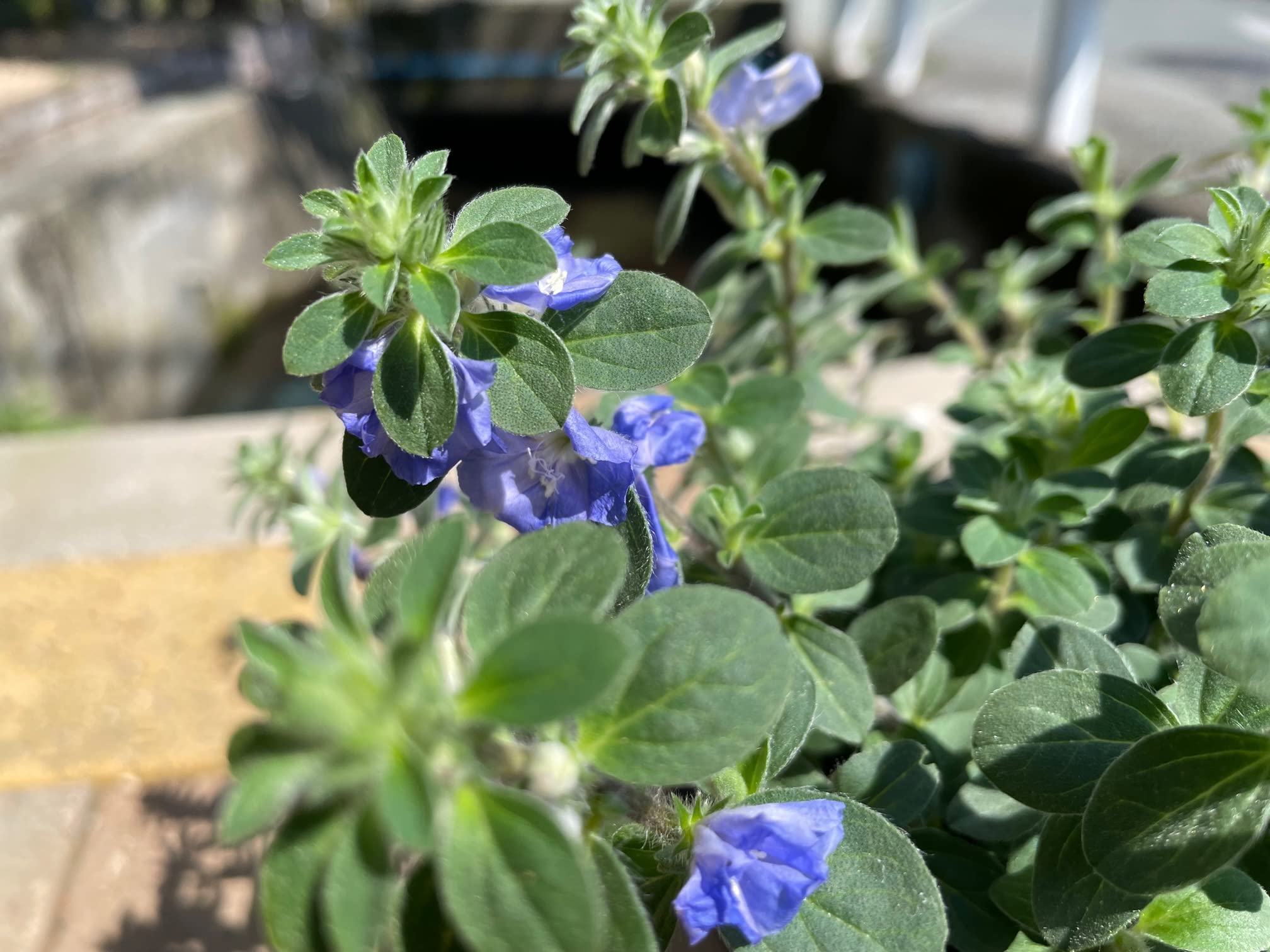 Amazon.co.jp: 暑さに強く秋まで楽しめる花苗【アメリカンブルー